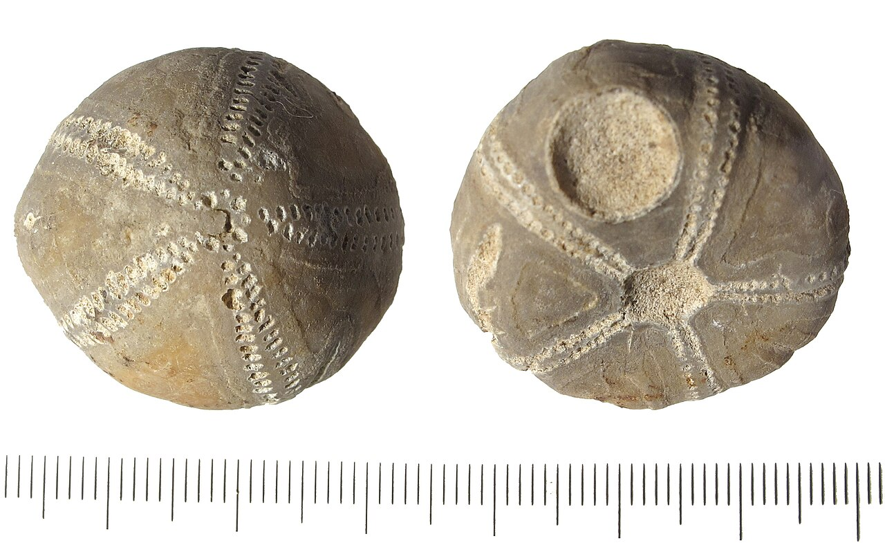Humans have been interested in echinoid fossils (the fossilised remains of sea urchins) for millennia, considering them lucky and imbuing them with magical powers linked to their deities