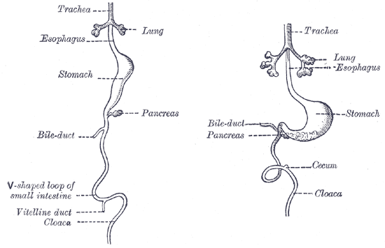 Vitelline duct connects the yolk sac to the small intestine. This duct obliterates when the embryo is about 6 weeks old. Complete failure of the duct to obliterate results in a fistula from the ileum to the umbilicus (vitelline fistula).