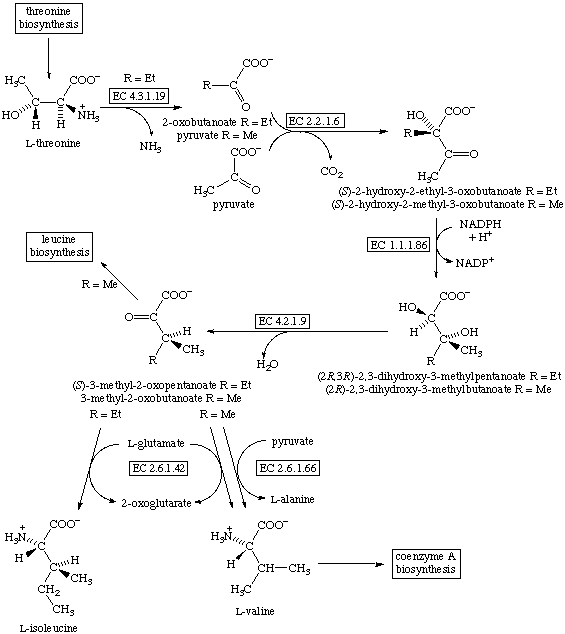 Isoleucine and Valine Biosynthesis